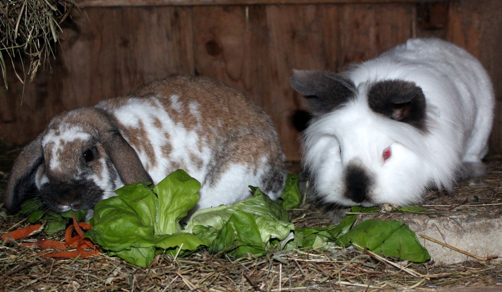 kaninchenfuetterung kaninchenfuetterung